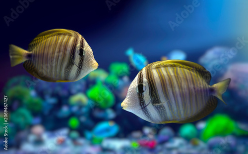 Red Sea Sailfin Tang (Zebrasoma desjardinii) swimming near coral reef, striped tropical fish underwater.