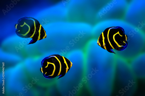 Cortez Angelfish (Pomacanthus zonipectus) swimming near coral reef, yellow and blue tropical fish underwater.