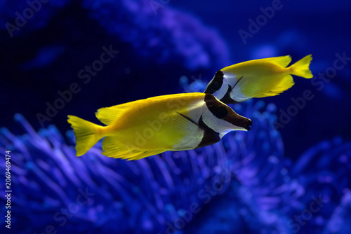 Foxface Rabbitfish (Siganus vulpinus) swimming near coral reef, yellow and black tropical fish underwater.