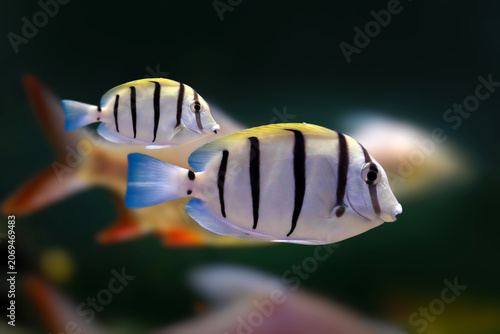 Convict Tang (Acanthurus triostegus) swimming over coral reef, striped surgeonfish underwater close-up.