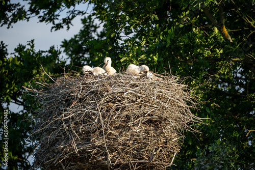 beautiful view of young white stork chicks (three) sitting together inside a large twig nest built on a green tree branch in the wild countryside environment