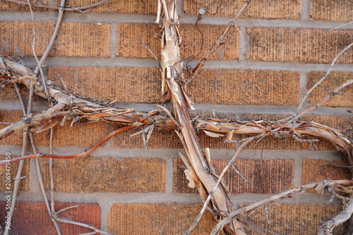 Obraz na plátne Dry grapevine entwined on a weathered brick wall showcasing intricate textures a