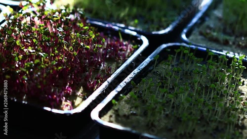A close up view of a tray filled with fresh sprouts on a table
