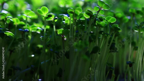 A close-up view of small green shoots growing from the soil, ideal for illustrations and designs related to nature, gardening, or ecology