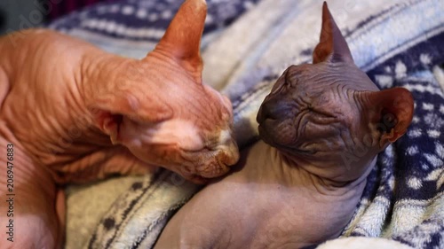 Two cats resting together on a bed