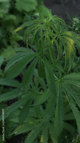 hemp leaves growing in a sunny garden