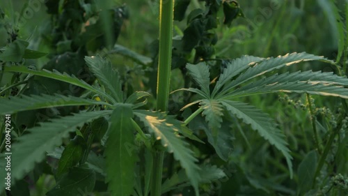 hemp plant leaves in wild nature 