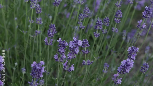 lavender blooming in field summer background