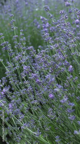 lavender close up in garden nature background