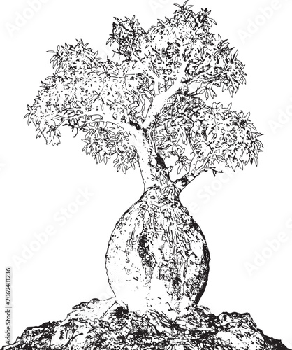 Tablou pe pânză Bonsai tree growing from rock with textured bark and dense foliage