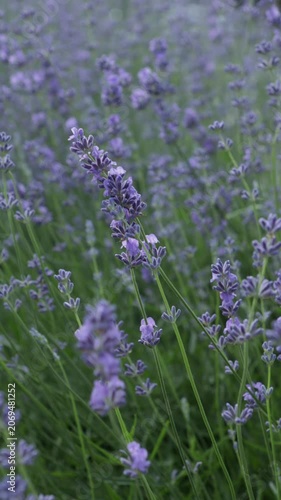lavender close up in green nature background