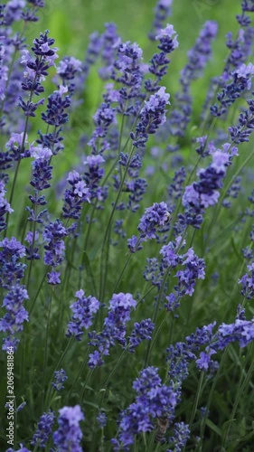 lavender flowers and bees in field summer nature background