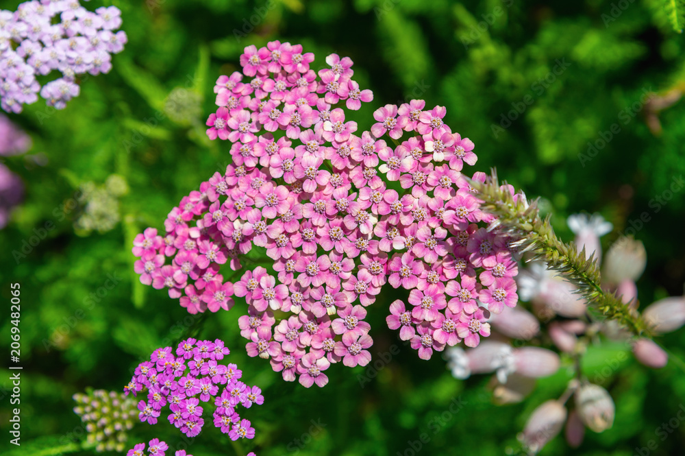 Obraz premium Pink yarrow blossom cluster photographed against green foliage. Achillea, Tall yarrow