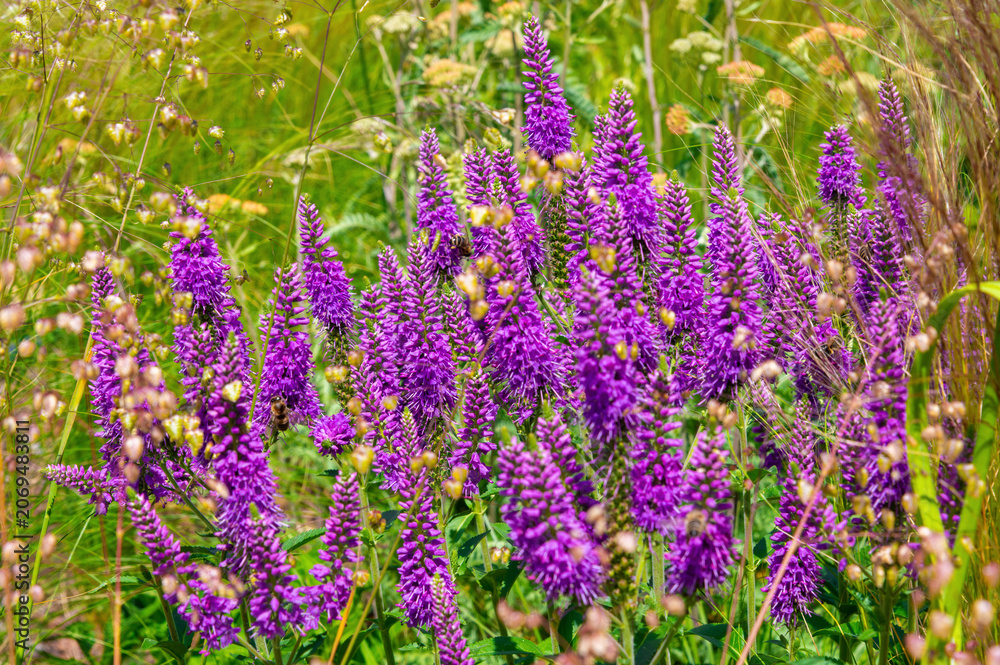 Fototapeta premium Purple flower clusters blooming across grassy summer meadow. Veronica spicata, Spiked speedwell