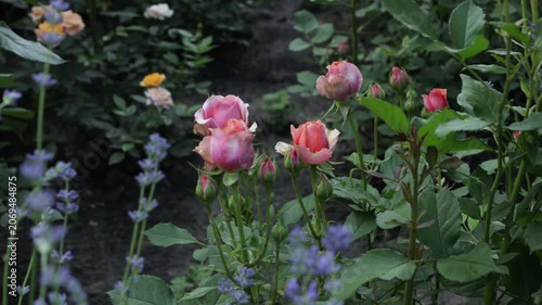 Natural background with summer flowers