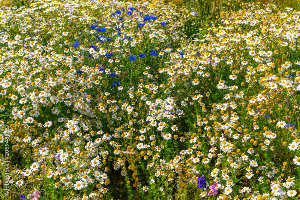Fototapeta premium Daisy wildflowers blooming densely across mixed meadow with blue blooms. Tripleurospermum inodorum, Scentless Mayweed