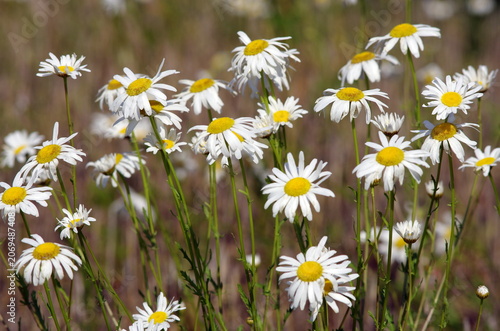 daisies in a field