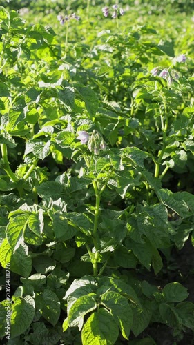 potatoes plants growing on the ground sunny weather