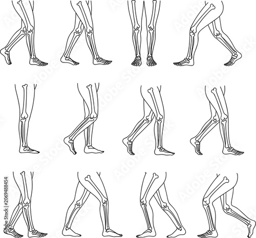 Tablou pe pânză Human Leg Bone Anatomy Walking Animation Sequence on White Background Keywords: