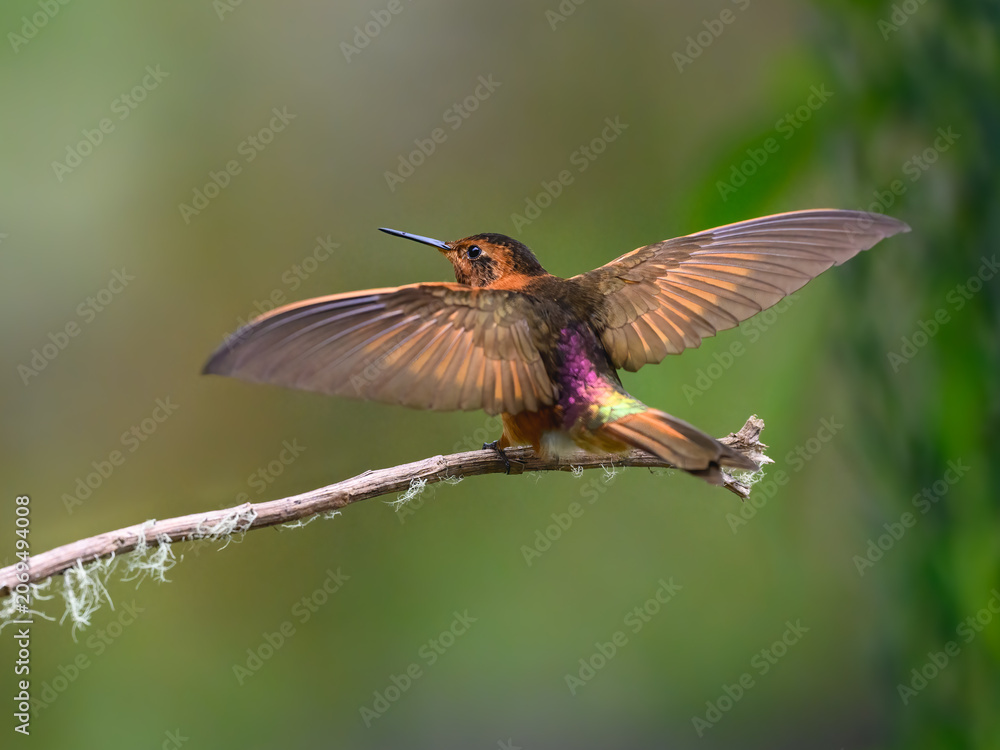 Obraz premium Shining Sunbeam Hummingbird Spreading Iridescent Wings While Perched