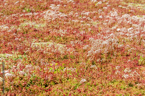 Rooftop in the Netherlands, predominantly covered with red sedum plants with some patches of white and green as well