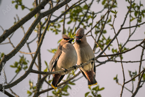 Bohemian waxwing