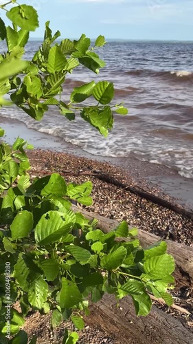 Green leaves near the shore of the reservoir after the storm. Mobile vertical video  