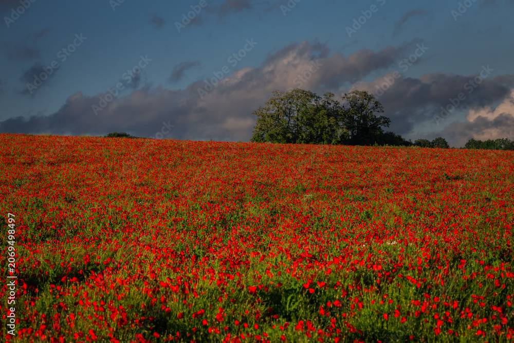 Obraz premium Beautiful vibrant red poppy flowers blooming in a sunny spring field in Poland. Serene rural landscape with wild flora.