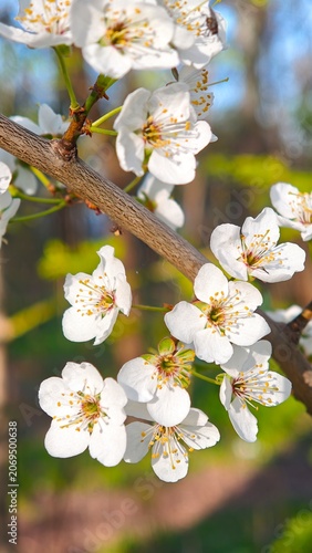 White Cherry Blossom Branch In Spring Garden Sunlight Close Up