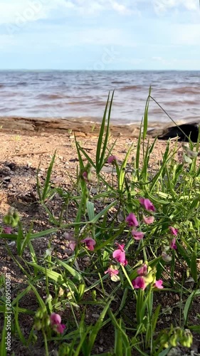 Shoreline with pink flowers and grass by the lake after the storm. Mobile vertical video  
