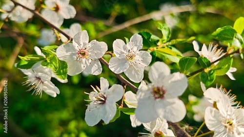White Cherry Blossom Branch In Spring Garden Sunlight Close Up