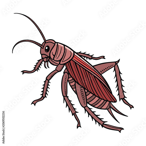 Canvas-taulu Red cricket insect, vector illustration, bug, pest control, wildlife, entomology
