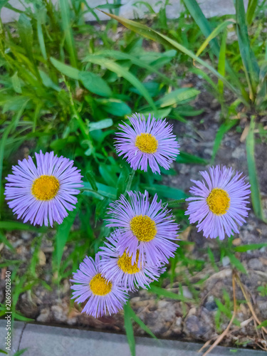 A bee on a flower of Erigeron speciosus. A variety of daisy, probably the blue variety