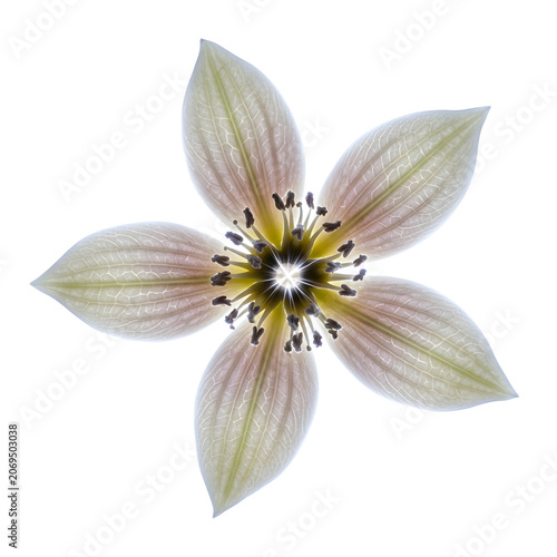 Beautiful stylized flower with green and yellow petals isolated on white background