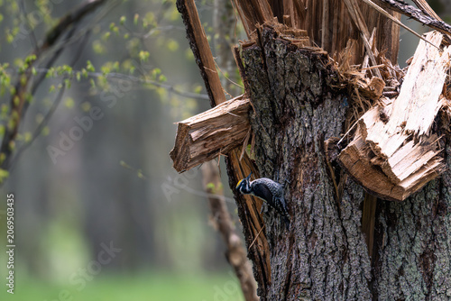 Three-toed Woodpecker