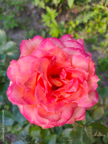 A hybrid tea rose that resembles the 'Chicago Peace' or 'Frenesie' varieties in its characteristics, distinguished by their brightly colored petals.