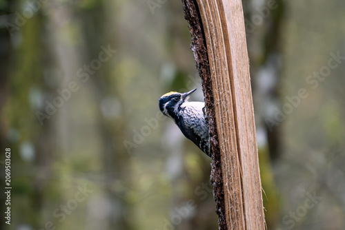 Three-toed Woodpecker