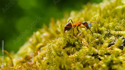Fotografie Red ant walking on vibrant green moss