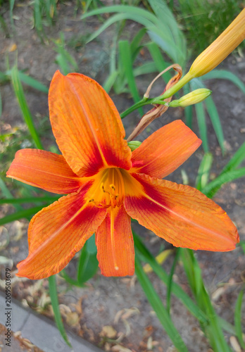 Hemerocallis fulva beautiful pink flower in the garden