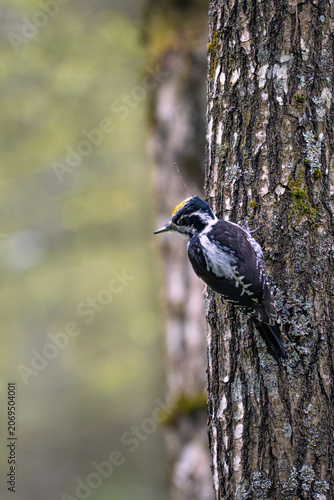 Three-toed Woodpecker