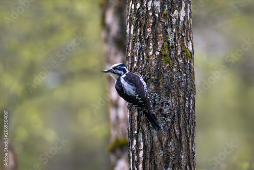 Three-toed Woodpecker