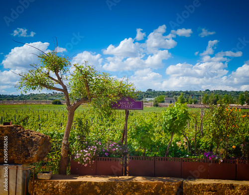 Malbec vineyard panoramic landscape with wine variety chart, scenic grape fields and viticulture information display for wine production and tourism