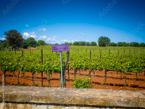 Cabernet franc vineyard panoramic landscape with wine variety chart, scenic grape fields and viticulture information display for wine production and tourism