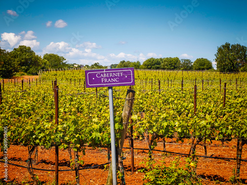 Cabernet franc vineyard panoramic landscape with wine variety chart, scenic grape fields and viticulture information display for wine production and tourism
