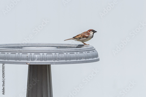 Brown sparrow bird perched on edge of gray birdbath with white background