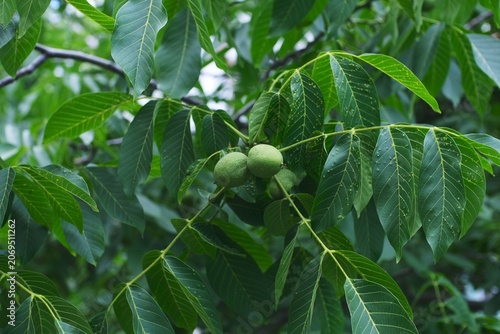 Green Walnuts on a Walnut Tree