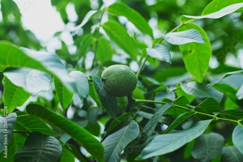 Green Walnuts on a Walnut Tree