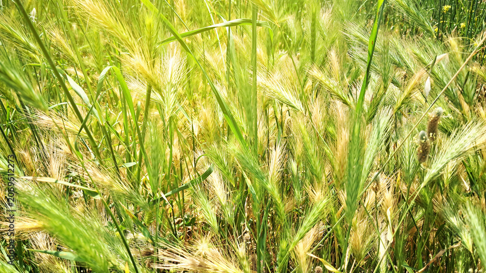 Obraz premium wild cereal grass spikes in a green field. Fresh natural texture and agricultural background