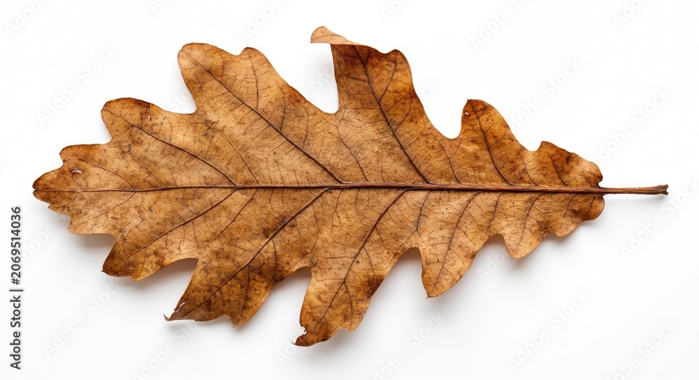 Fototapeta premium Dry brown oak leaf on white background