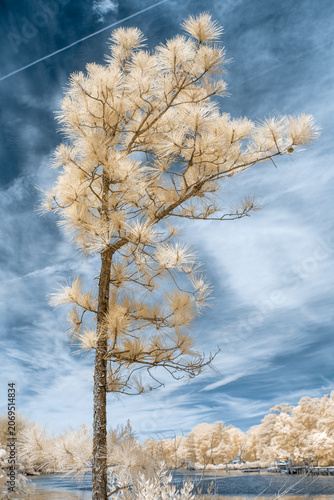 Infrared photography of a tree with unusual surreal color which feels alien and otherworldly